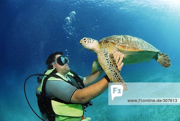 Philippines  scuba diver with green turle  underwater view