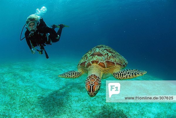 Philippines  scuba diver with green turle