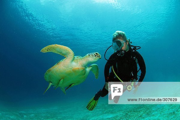 Philippinen  Taucher mit grüner Schildkröte  Unterwassersicht