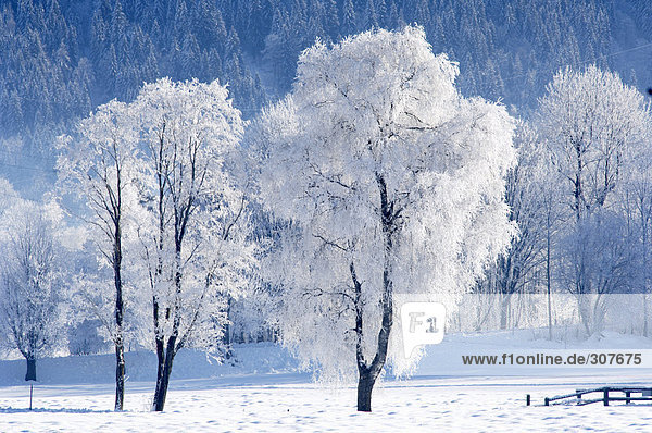 Austria  Salzburger Land  Trees in snow