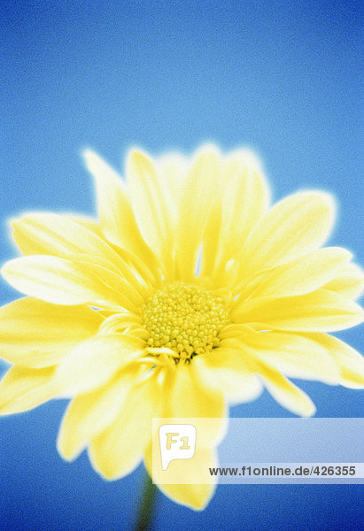 Eine gelbe Blume auf blauem Grund.