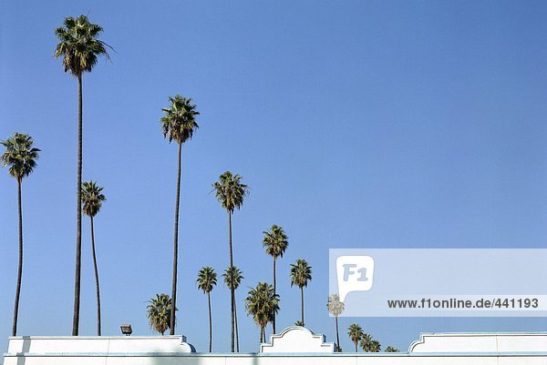 USA  Los Angeles  Palmenreihe