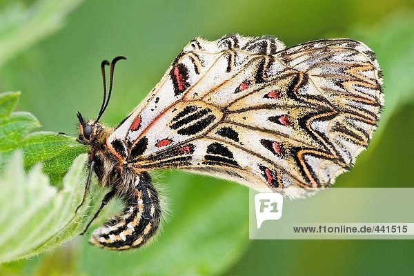 Nahaufnahme des südlichen Festoon (Zerynthia Polyxena) Schmetterling auf Blatt