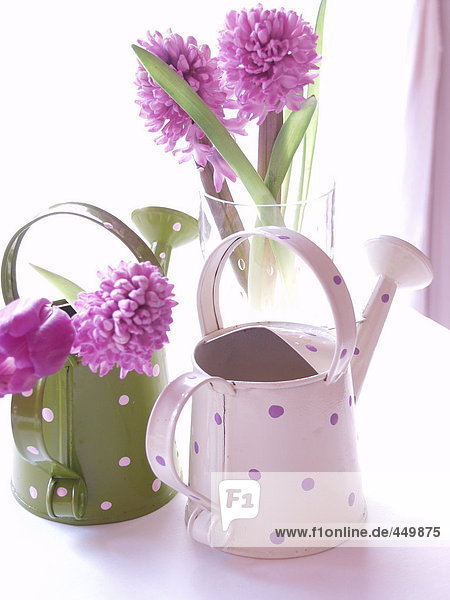 Hyacinth (Hyacinthus orientalis) flowers in watering can and vase