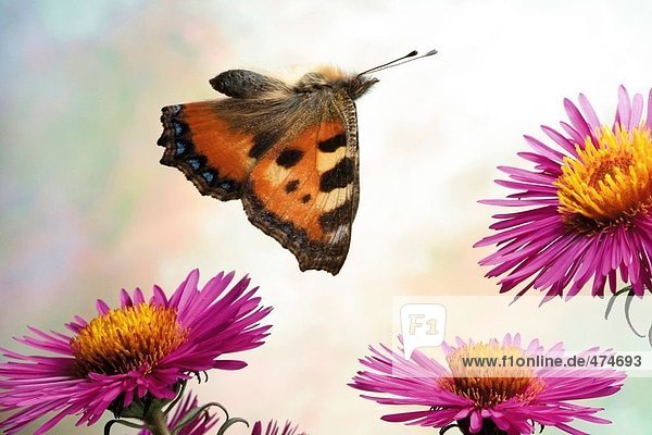 Kleiner Fuchs (Aglais Urticae) Schmetterling schwebend über blumen Nahaufnahme