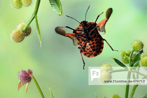 Nahaufnahme-Schild Bug schwebend über Blume