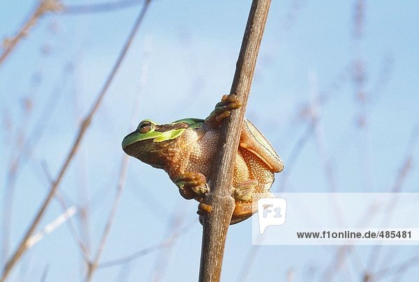 Wildlife  Amphibian  Frog