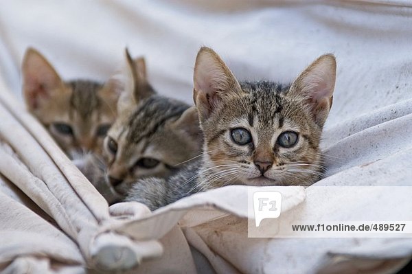Drei Kätzchen in Hängematte