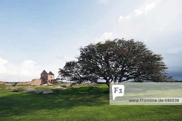 Alte Ruinen der Burg in der Nähe von Baum zu Landschaft Hammershus Bornholm Dänemark