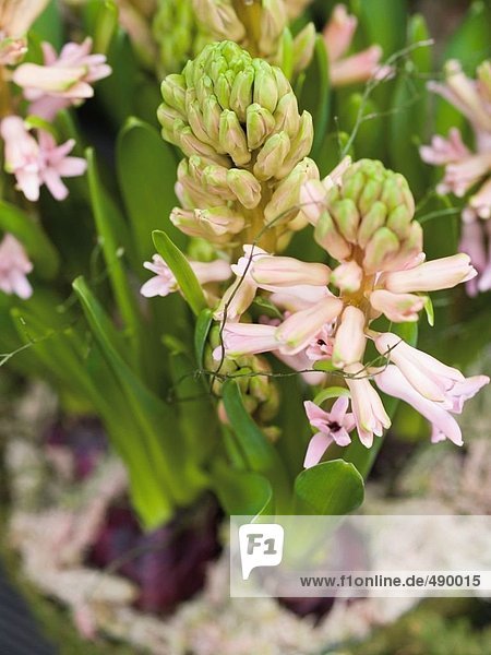 Nahaufnahme Hyazinthe in Blumentopf