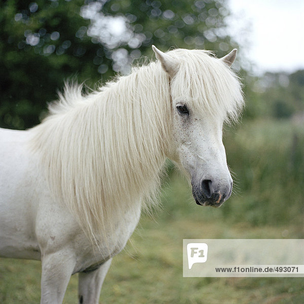 Ein white Pony.