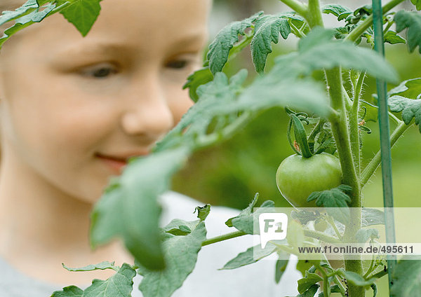 Mädchen beim Tomatenanbau