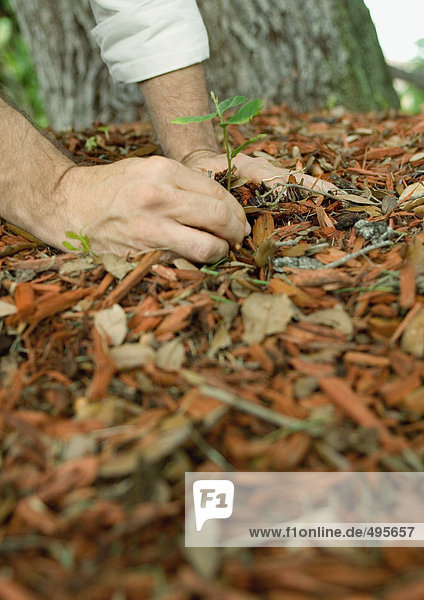 Man pulling weeds in mulch  close-up