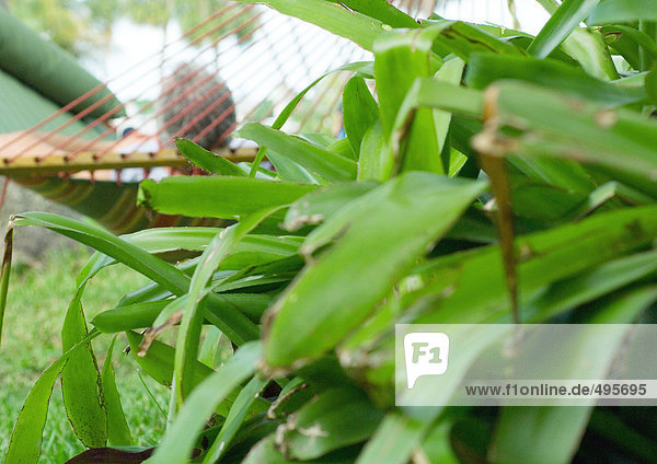 Man resting in hammock  plant in foreground