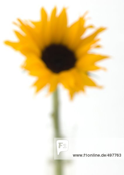 Sonnenblume  defokussiert