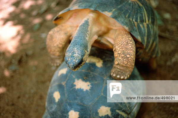 Madagaskar  Schildkrötenpaarung