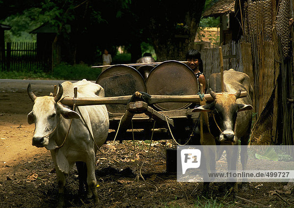 Oxen pulling cart  girl in background  Myanmar