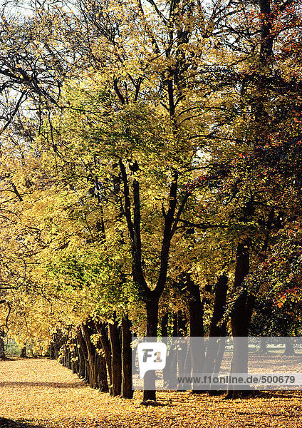 Schweden  Bäume mit Herbstlaub