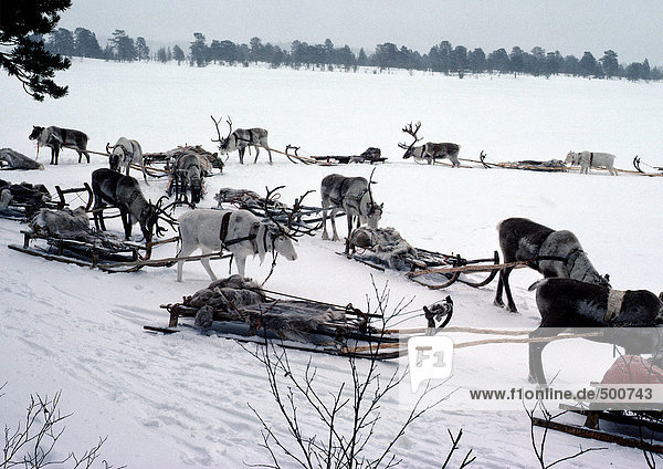 Finland  reindeers and sleds waiting on snow
