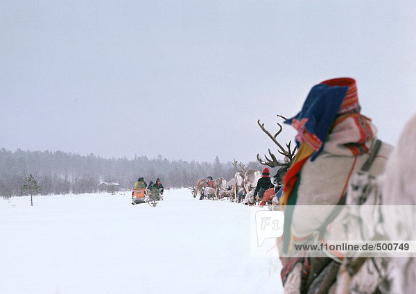 Finland  saamis with reindeer sleds in line  rear view