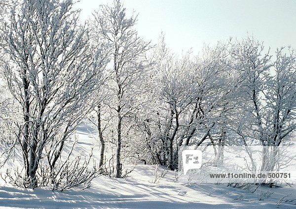 Finnland  schneebedeckte Bäume und Böden