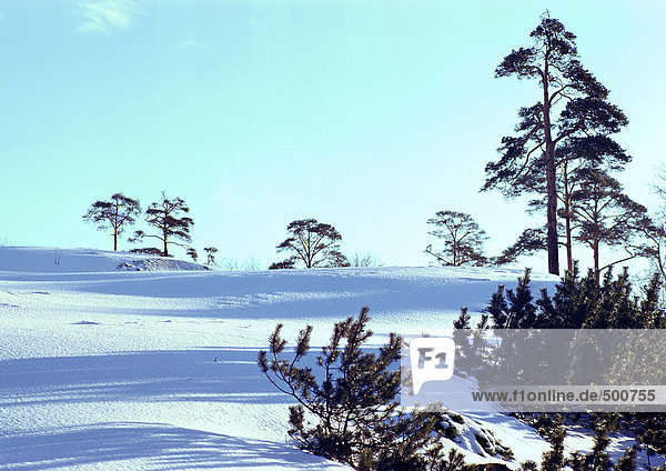Schweden  sonnige  schneebedeckte Landschaft