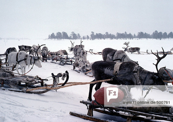 Finland  reindeer and sleds