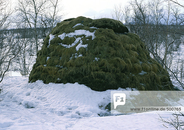 Finland  mound covered with vegetation  in snow