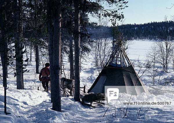 Finland  Saami with reindeer and sled next to tent in snow