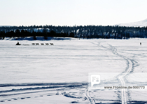 Finnland  Spuren über Schnee  Schneemobil und Rentiere in der Ferne
