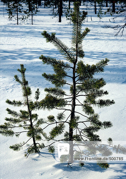 Sweden  fir tree in snow