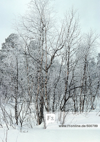 Schweden  schneebedeckte Bäume im Schnee