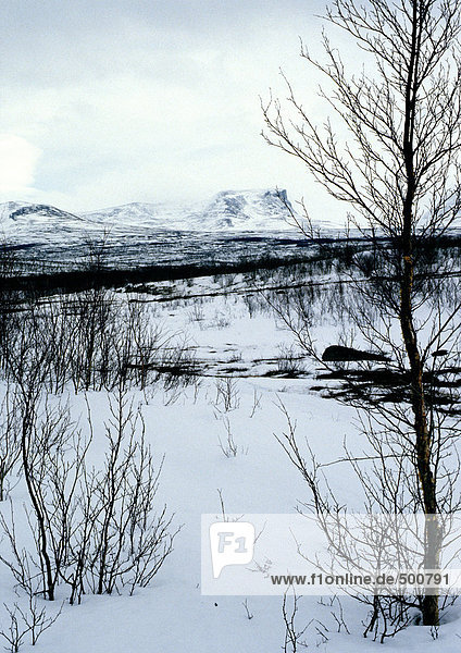 Sweden  snowy landscape