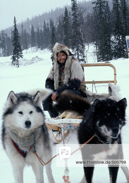 Sweden  man sitting on sled pulled by sled dogs