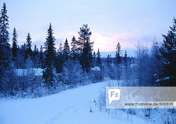 Sweden  snowy path through woods  twilight