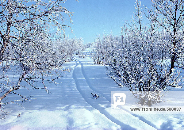 Sweden  path through snowy woods