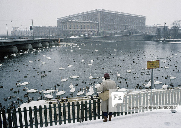 Schweden  Stockholm  Person im Schnee stehend  Vögel im Wasser betrachtend  Rückansicht