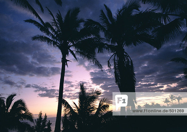 Palmen bei Sonnenuntergang silhouettiert