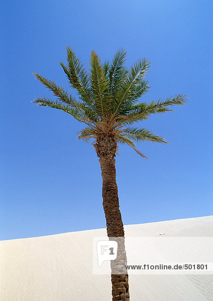 Tunesien  Sahara  Palme mit Sanddüne und blauem Himmel im Hintergrund