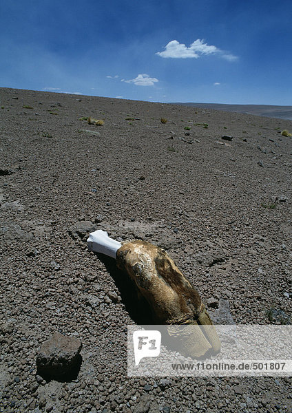 Chile  El Norte Grande  Tierhuf und Knochen im Dreck