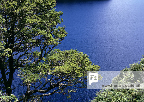 Neuseeland  Baum mit Blick auf das Wasser  hoher Blickwinkel