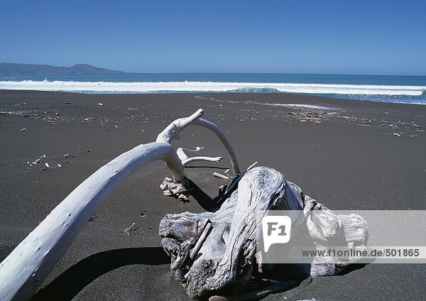 New Zealand  driftwood on beach