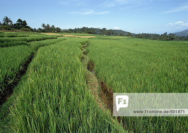 Indonesien  Sumatra  Reisfelder