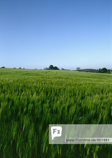 Frankreich  Picardie  grünes Gerstenfeld  blauer Himmel