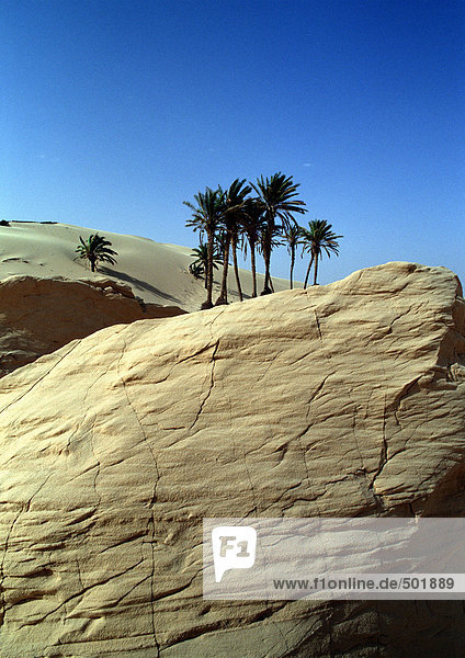 Tunesien  Sahara  Palmen auf großen Felsen vor Dünen