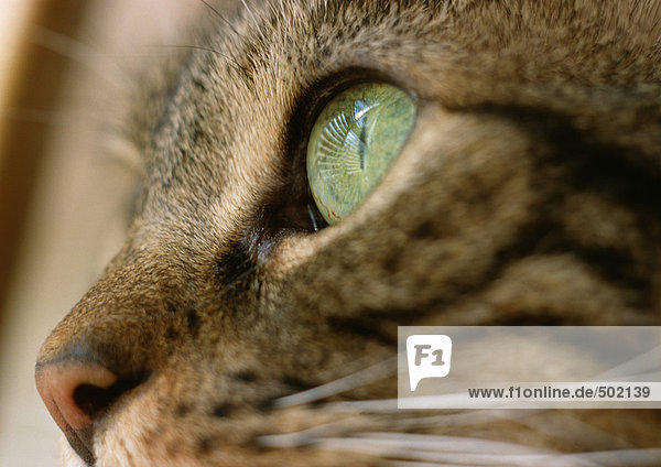 Katze mit grünem Auge  extreme Nahaufnahme
