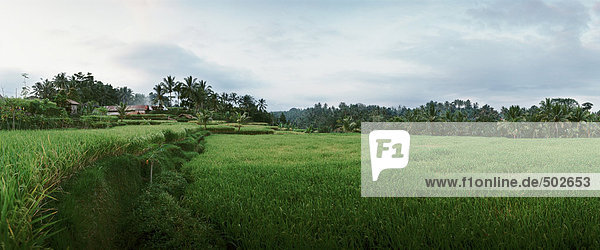 Indonesien  Feld  Panoramablick