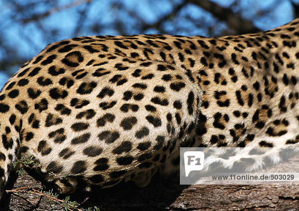 Afrika  Namibia  Leopard  Schwerpunkt hinten