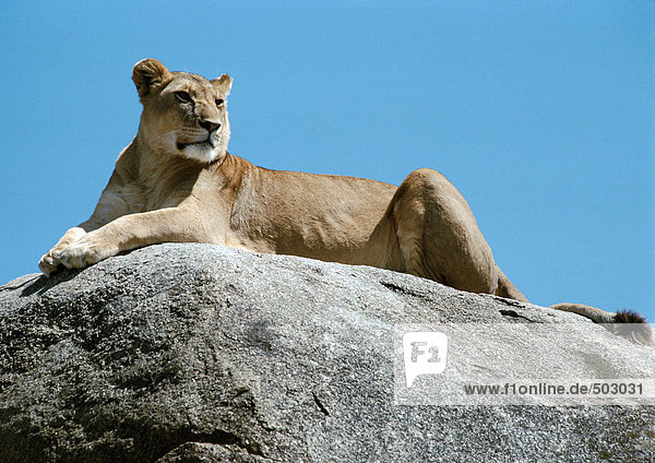 Afrika  Tansania  Löwin auf Felsen liegend