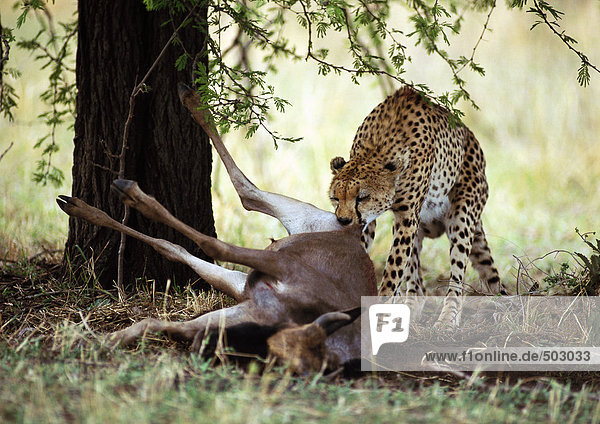 Afrika  Tansania  Geparden  die in Beute beißen